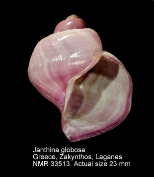 Janthina prolongata.JPG - Janthina globosaSwainson,1822
